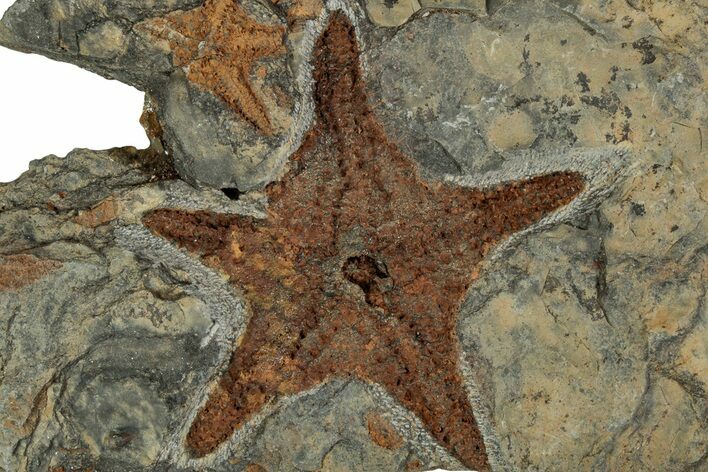 Ordovician Starfish (Petraster?) Fossil - Morocco #217082